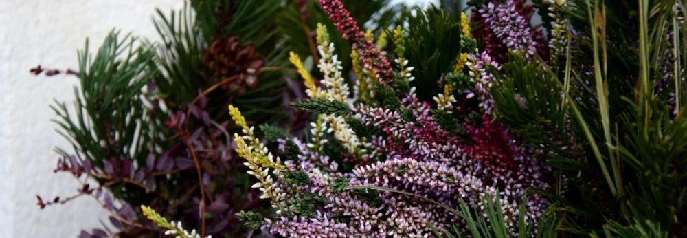 Nahaufnahme von Heidepflanzen